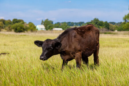 Ethical Beef, Part 1: The Benefits of Eating Meat Image